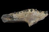Crocodile Jaw With Teeth - Hell Creek Formation #81643-1